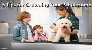 Grooming Your Pet at Home